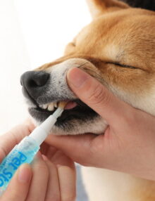 Tandborste för Hund